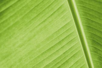 Leafy Texture